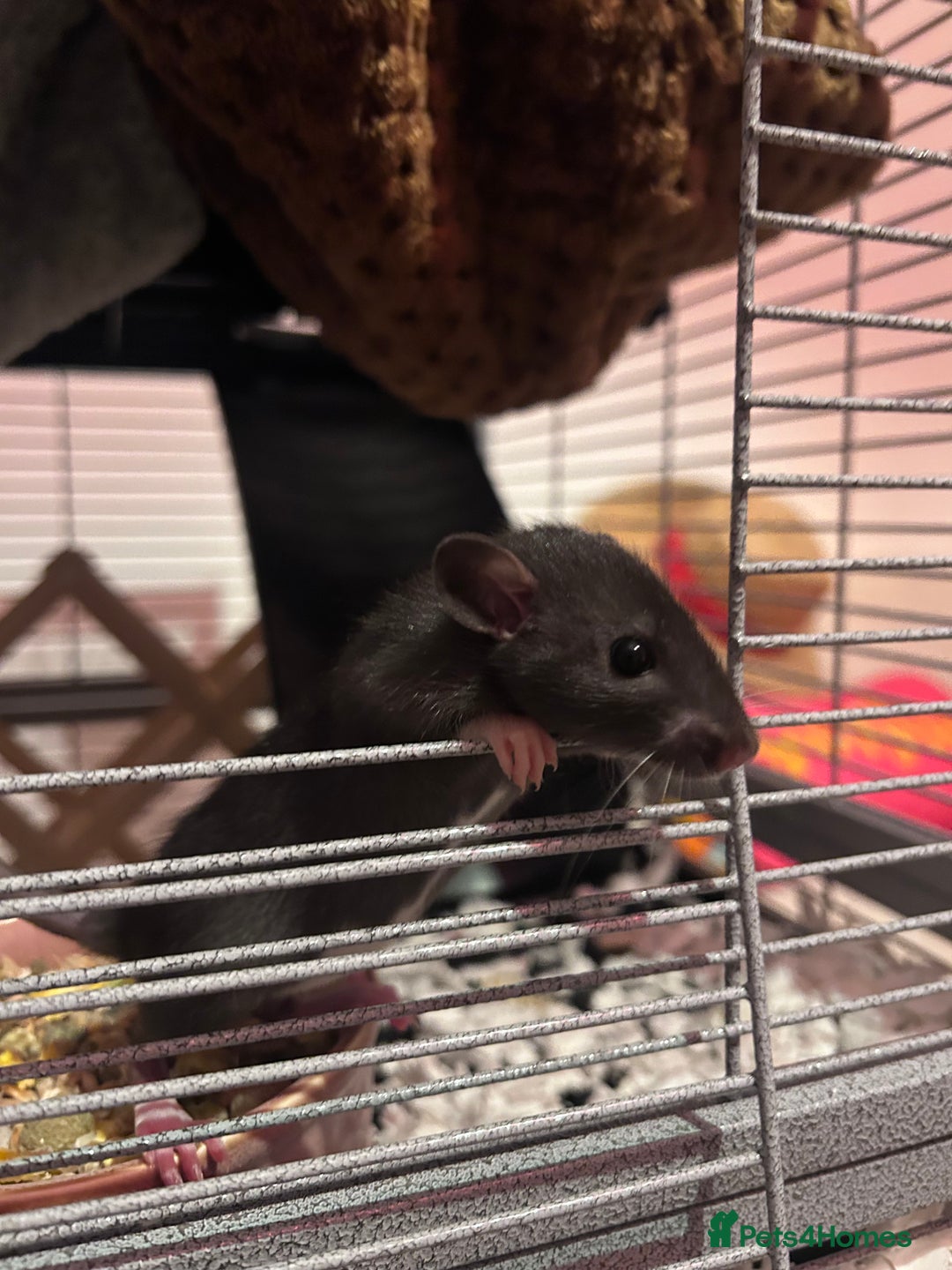 Rat rodents for sale: Baby girl rats - Advert 3