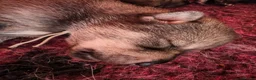 Mixed Breed dogs for sale: Northern Inuit Puppy - Advert 8