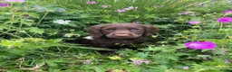 Cocker Spaniel dogs for sale: READY NOW -Vac & Chip - Family Cocker Spaniel Pups - Advert 6