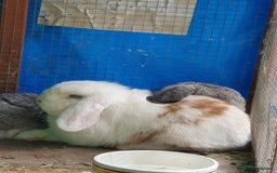 Mini Lop rabbits for sale: Spayed and neutered rabbits for adoption - Image 8