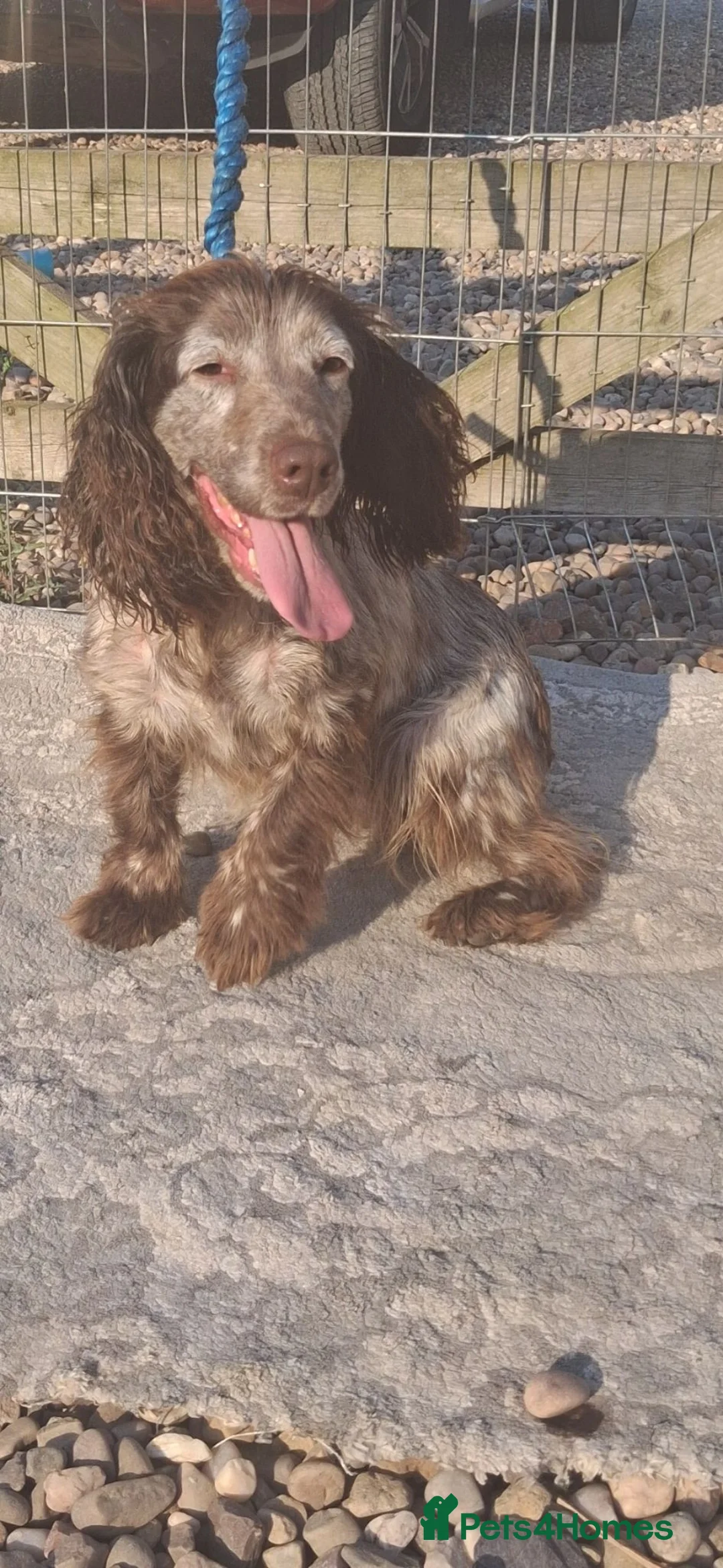Cocker Spaniel dogs for sale: Cocker spaniel puppies for sale  in Trimdon Station - Advert 2