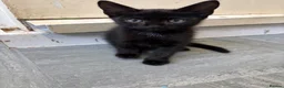Mixed Breed cats for sale: 5 kittens for sale  - Advert 20