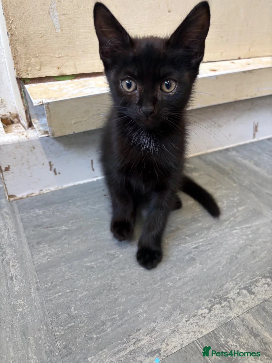 Mixed Breed cats for sale: 5 kittens for sale  - Advert 20