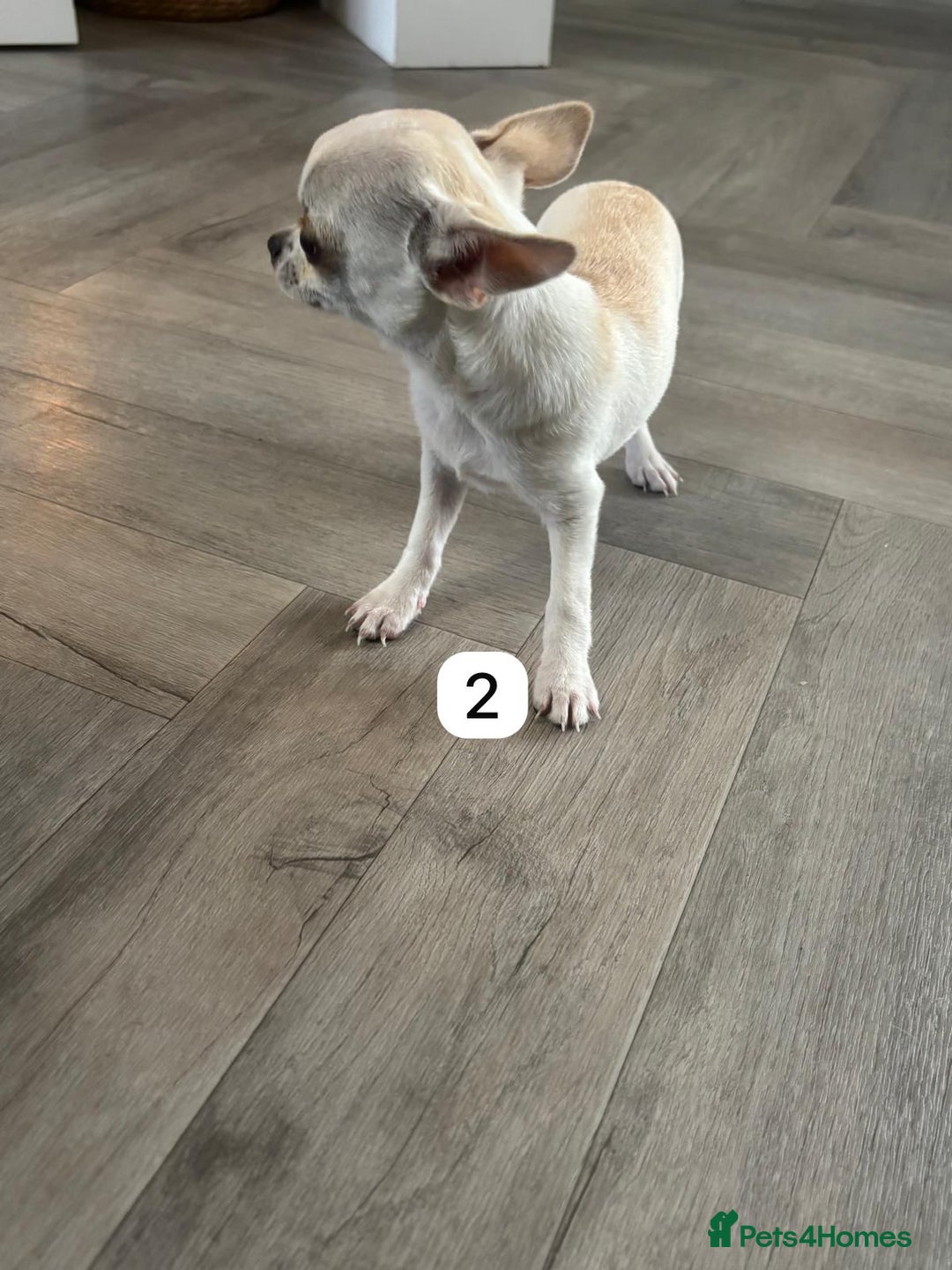 Chihuahua dogs for sale: Gorgeous full chihuahua pups  - Image 8