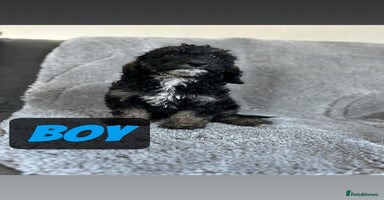 Cockapoo dogs - Advert 9
