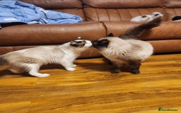 Ragdoll cats for sale: Pure ragdoll kittens for sale - Image 4