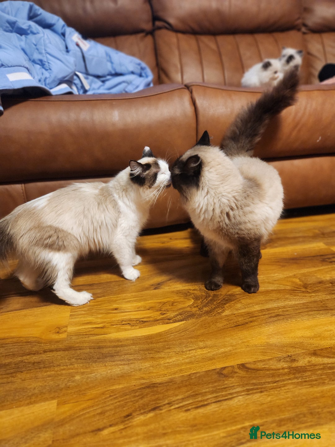Ragdoll cats for sale: Pure ragdoll kittens for sale - Image 4