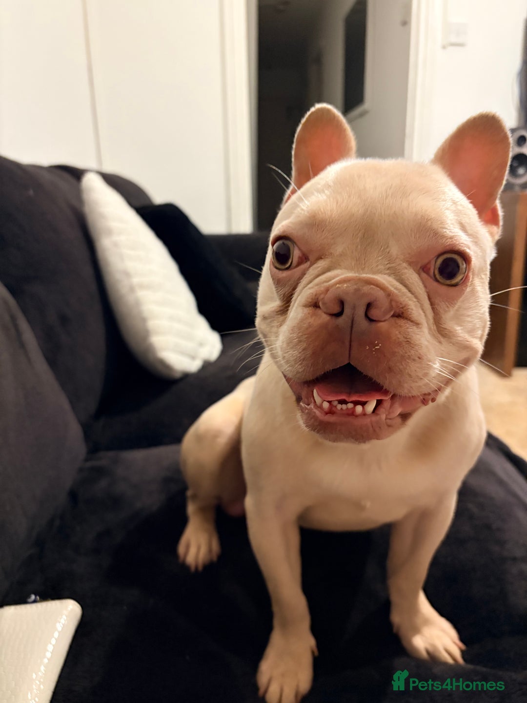French Bulldog dogs for sale: Male French bulldog - Advert 2