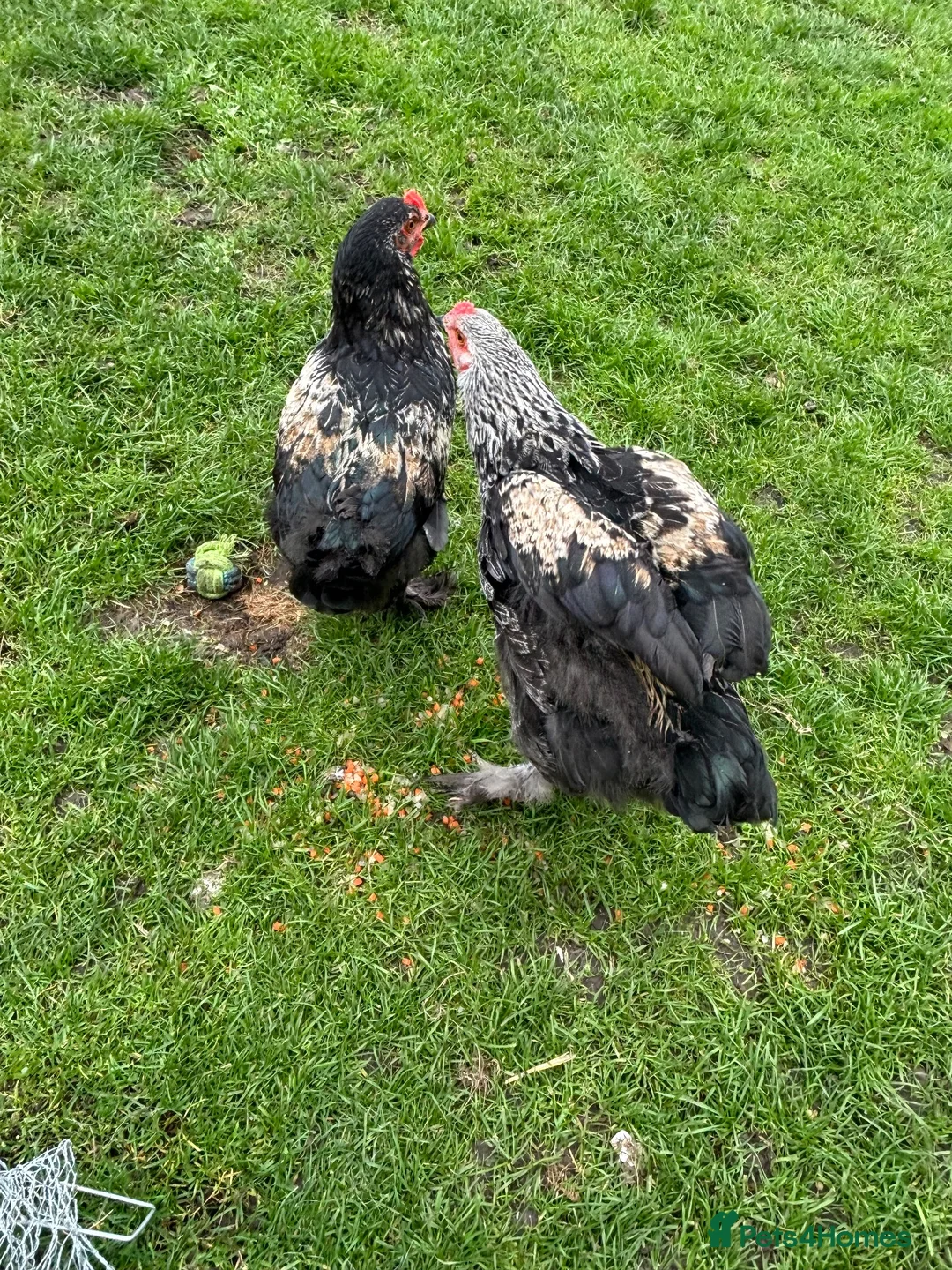 Chickens poultry for sale: : beautiful birdnd ,, inky I’m.  Sad but add km  - Advert 2