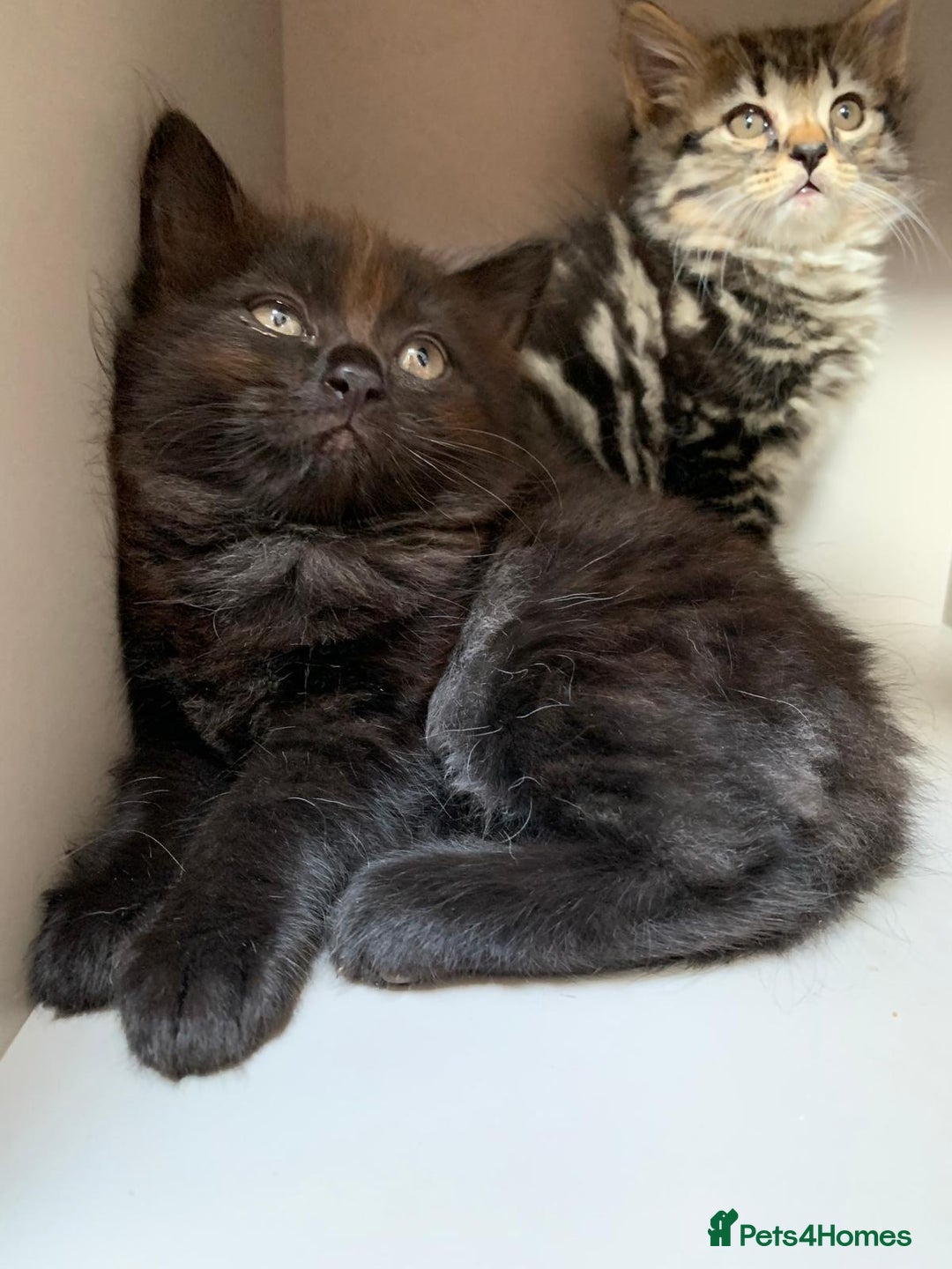 Mixed Breed cats for sale: Ragdoll x Tabby long haired mixed kittens  - Image 5
