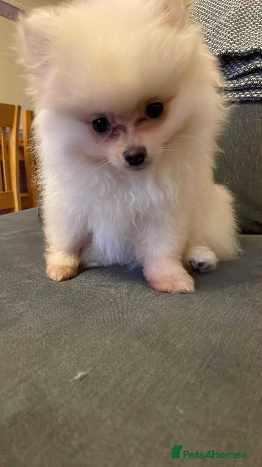 Pomeranian dogs for sale: Pomeranians  - Advert 6