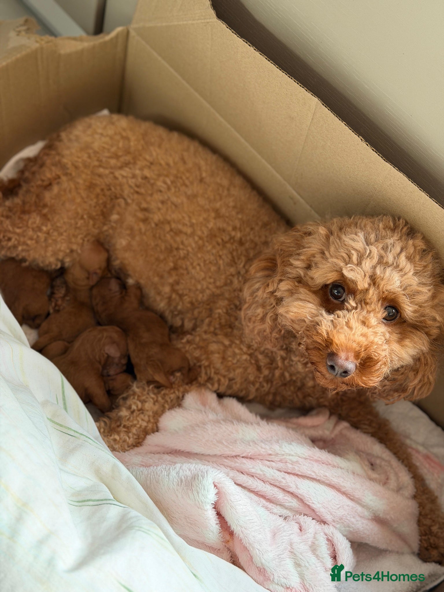 Toy Poodle dogs Toy Poodle Puppies  - Advert 3