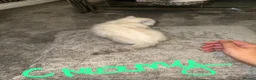 Persian cats for sale:  british shorthair silvertip and exotic persian - Advert 8