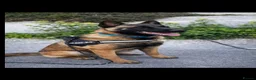 Belgian Shepherd Dog dogs for sale: Belgian Shepherd Malinois - Advert 12