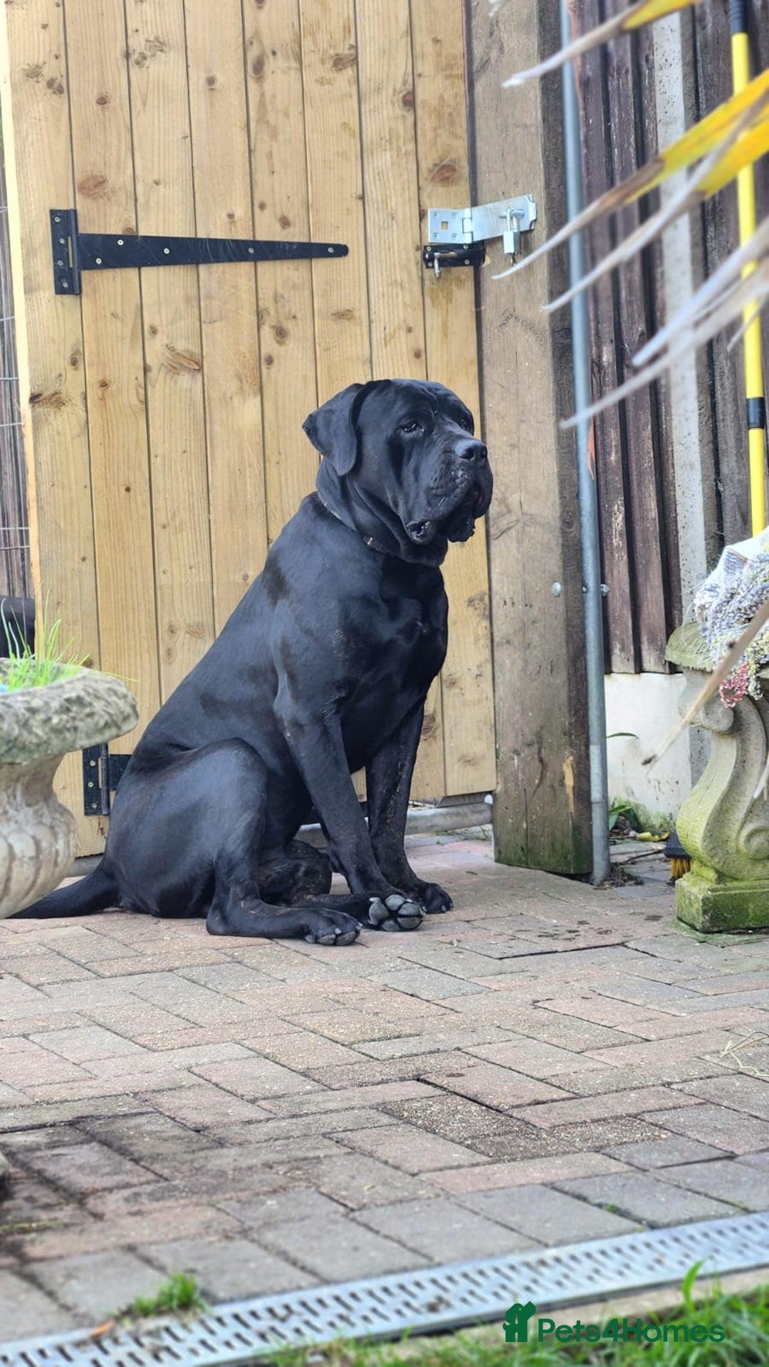 Cane Corso dogs for sale: Champion Blood Line Cane Corso Puppies - Advert 17