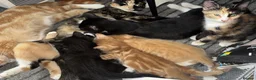 Mixed Breed cats for sale: Beautiful Litter of Mixed Breed Kittens - Advert 4