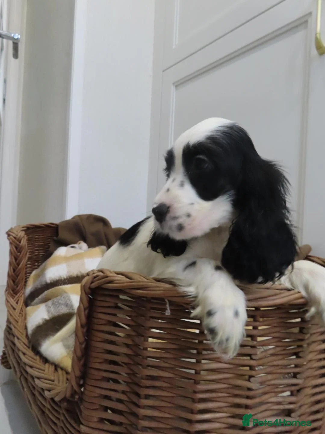 Cocker Spaniel dogs for sale: Cocker spaniel puppies in London - Advert 2
