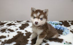 Pomsky dogs for sale: Pomsky puppies - Image 24