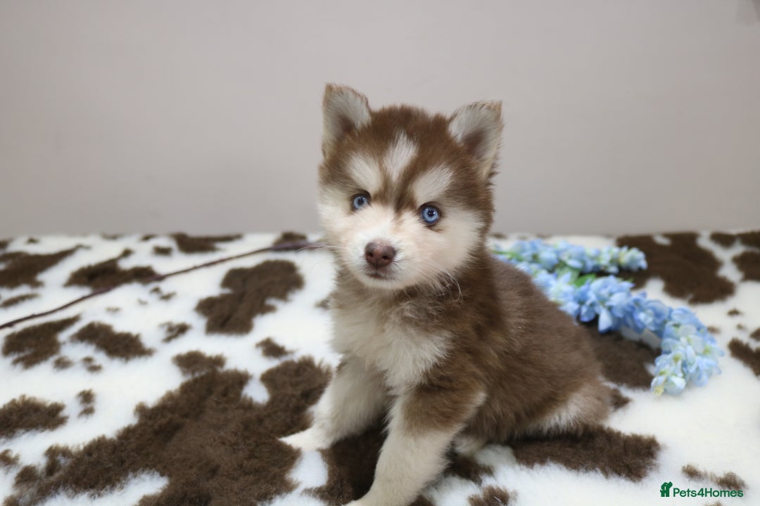 Pomsky dogs for sale: Pomsky puppies - Image 24