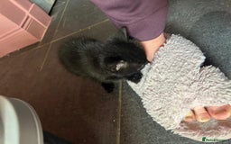 Mixed Breed cats for sale: Kittens for sale - Image 6