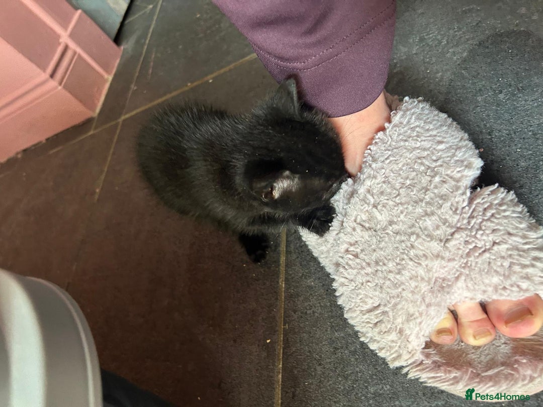 Mixed Breed cats for sale: Kittens for sale - Image 6