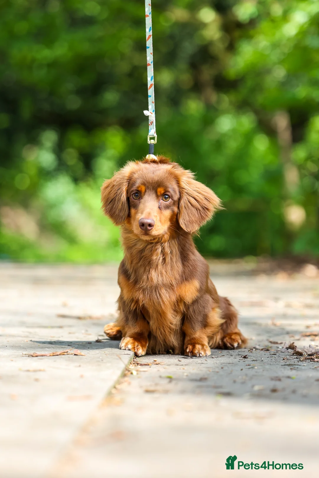 Miniature Dachshund dogs for stud: SLINKY (stud) in Liverpool - Advert 8