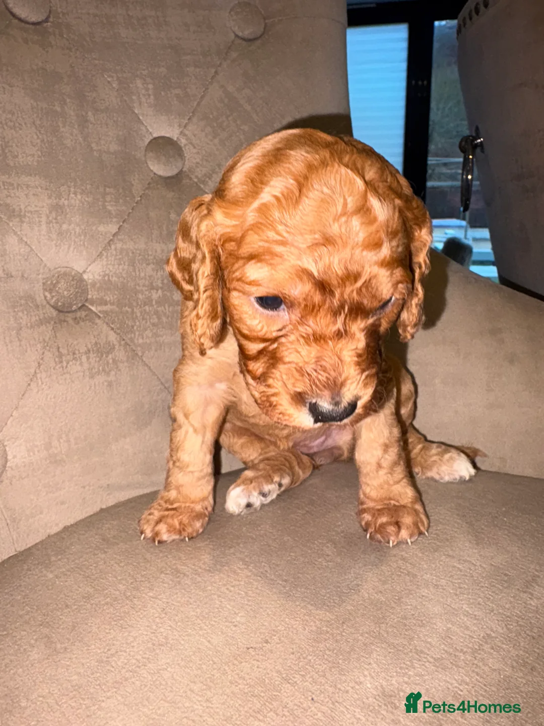 Cockapoo dogs for sale: Beautiful litter of 10 Cockapoo pups  - Advert 12