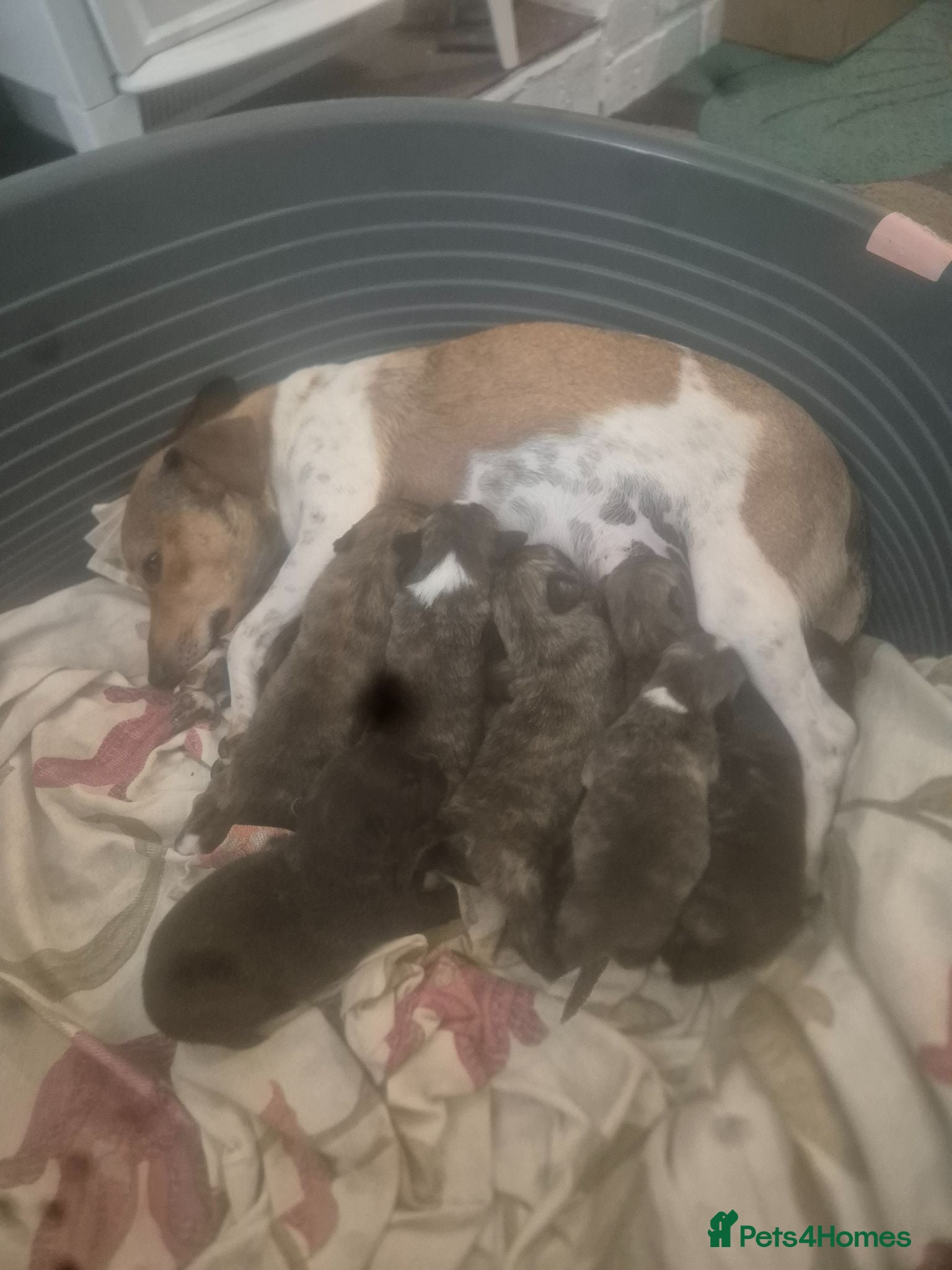 Mixed Breed dogs Stunning Westiejack Puppies  - Advert 1