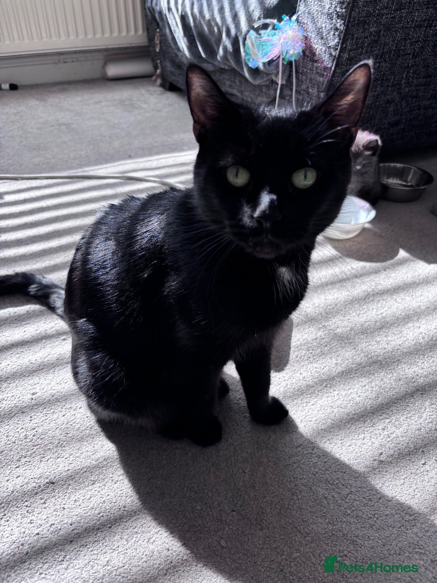 Domestic Shorthair cats Kittens ready to leave  - Advert 14