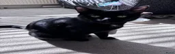Domestic Shorthair cats for sale: Kittens ready to leave  - Advert 2