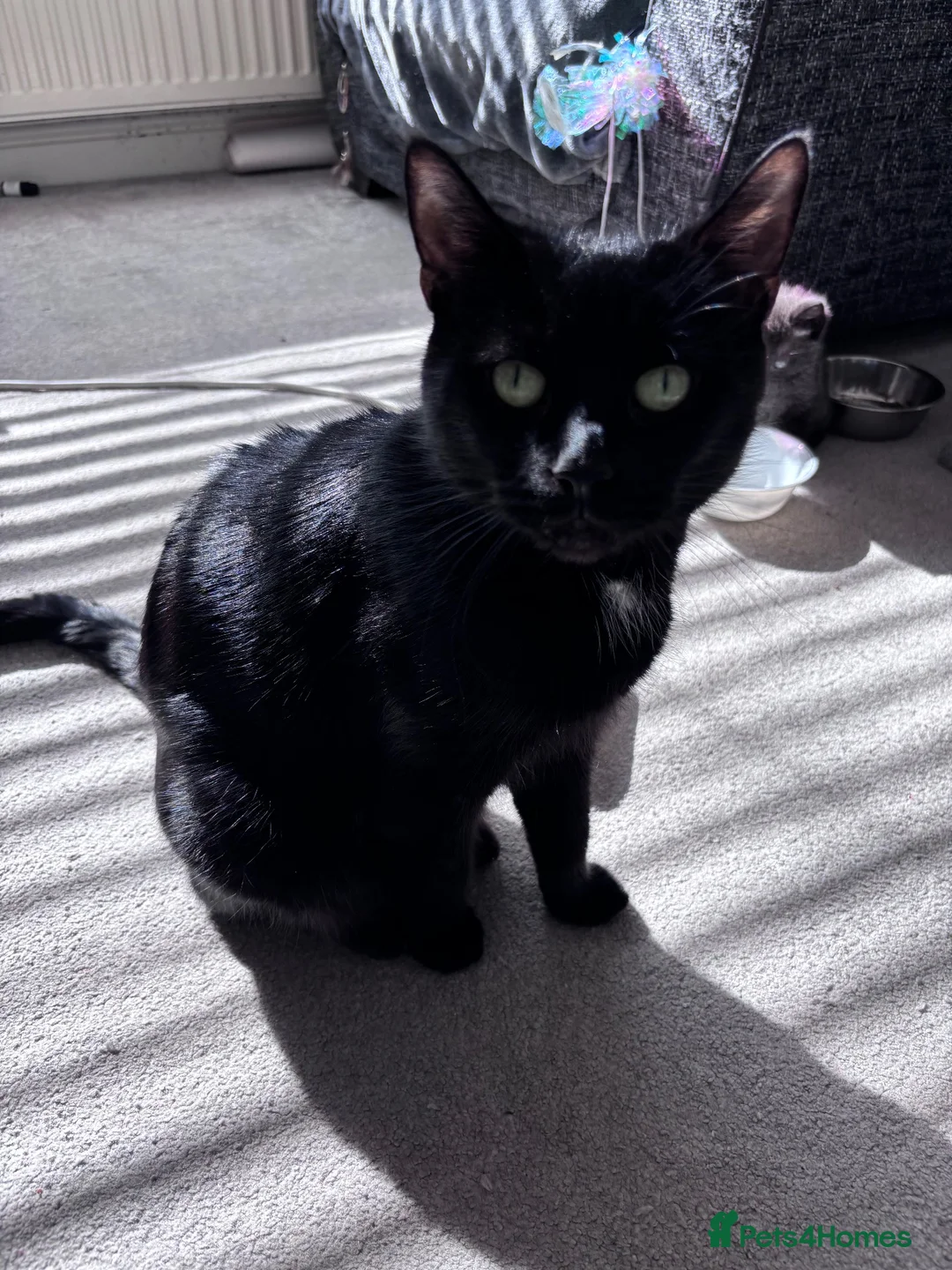 Domestic Shorthair cats for sale: Kittens ready to leave  - Advert 2