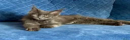Maine Coon cats for sale: Maine Coon. TICA male - Advert 8