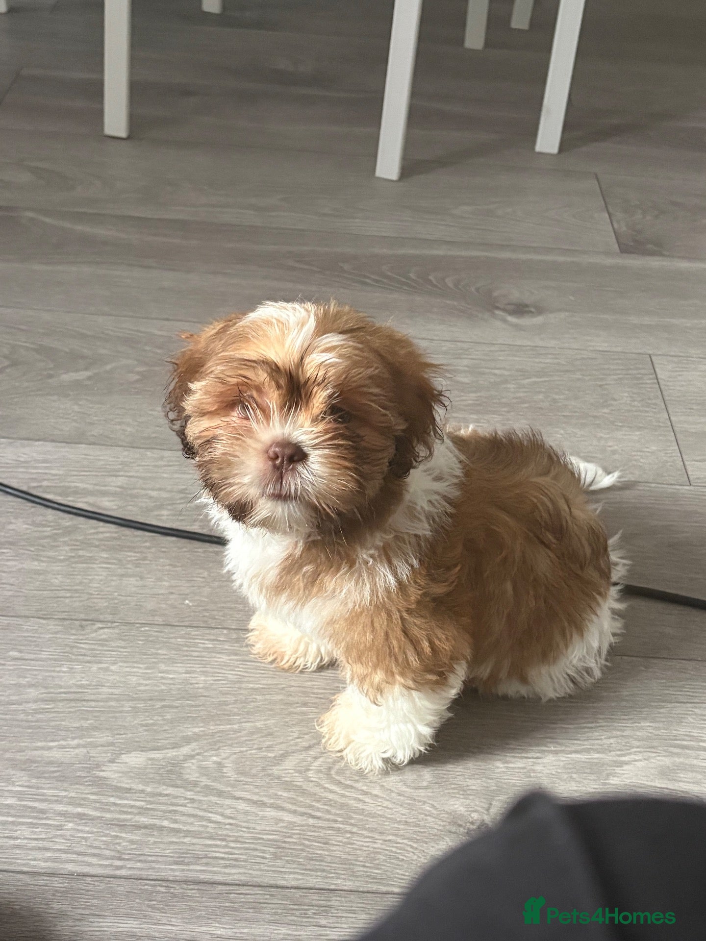 Shih Tzu dogs Shih Tzu - Advert 14