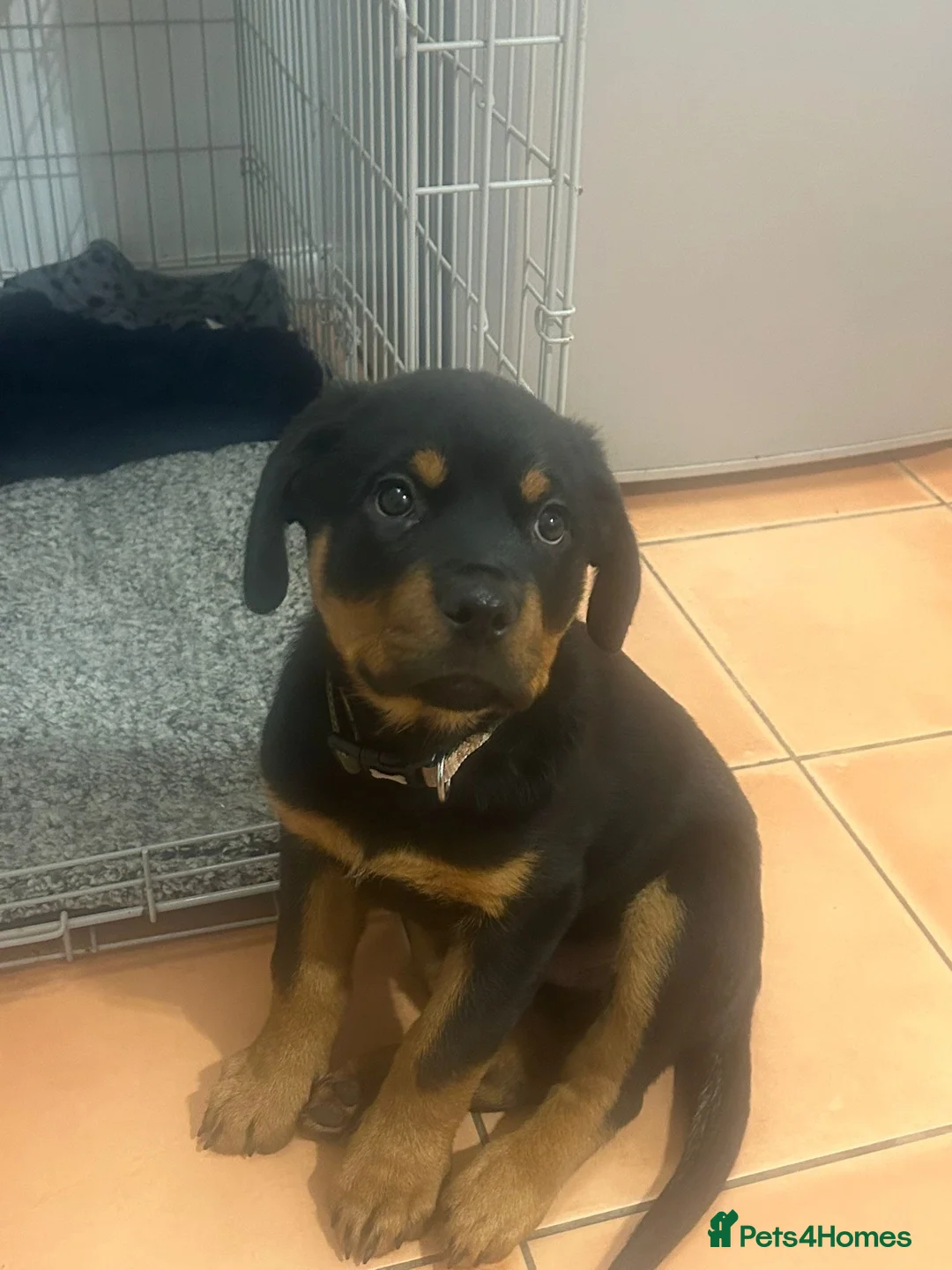 Rottweiler dogs for stud: KC REGISTERED ROTTWEILER in Worcester - Advert 16