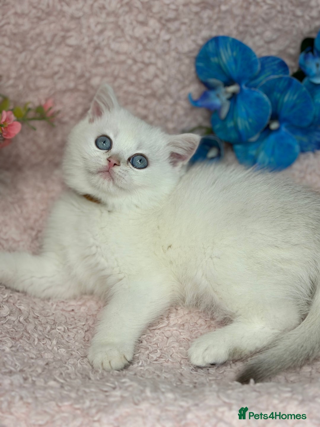 British Shorthair cats for sale: British shh golden, silver  GCCF kittens  - Advert 5