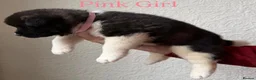 Akita dogs for sale: Chunky Akita puppies in Liverpool - Advert 13