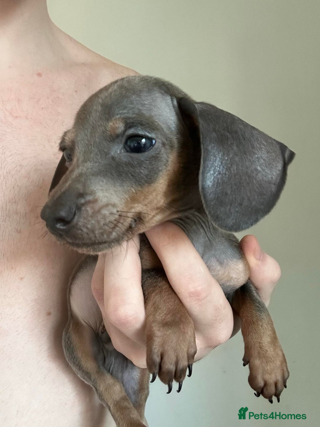 Dachshund dogs for sale: Daschund puppies  - Image 1