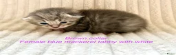 Siberian cats for sale: Really pretty Pedigree Siberian kittens in Droitwich - Advert 6