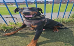 Dobermann dogs for sale: Doberman - Image 4