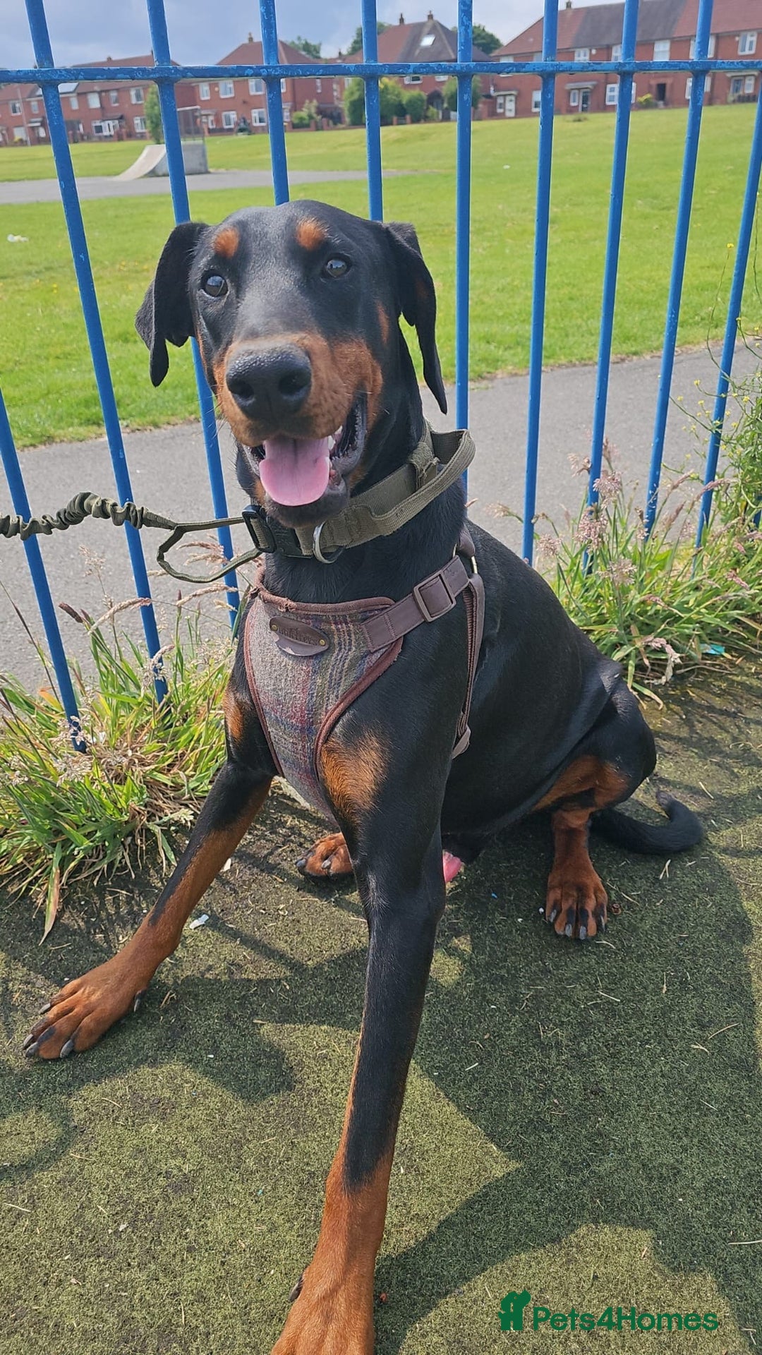 Dobermann dogs for sale: Doberman - Image 4