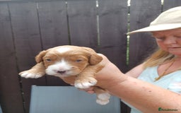 Cockapoo dogs for sale: 2boys stunning cockerpoo f1 puppies  - Image 3