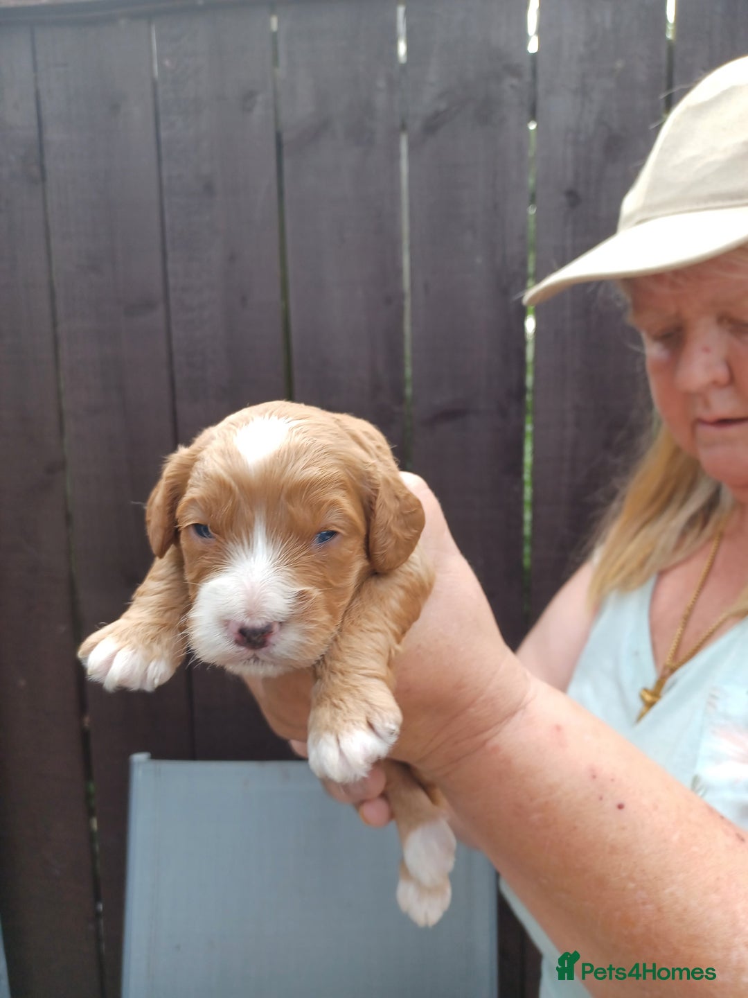 Cockapoo dogs for sale: 2boys stunning cockerpoo f1 puppies  - Image 3