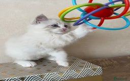 Siberian cats for sale: GCCF Registered Siberian Kitten For Sale  - Image 15