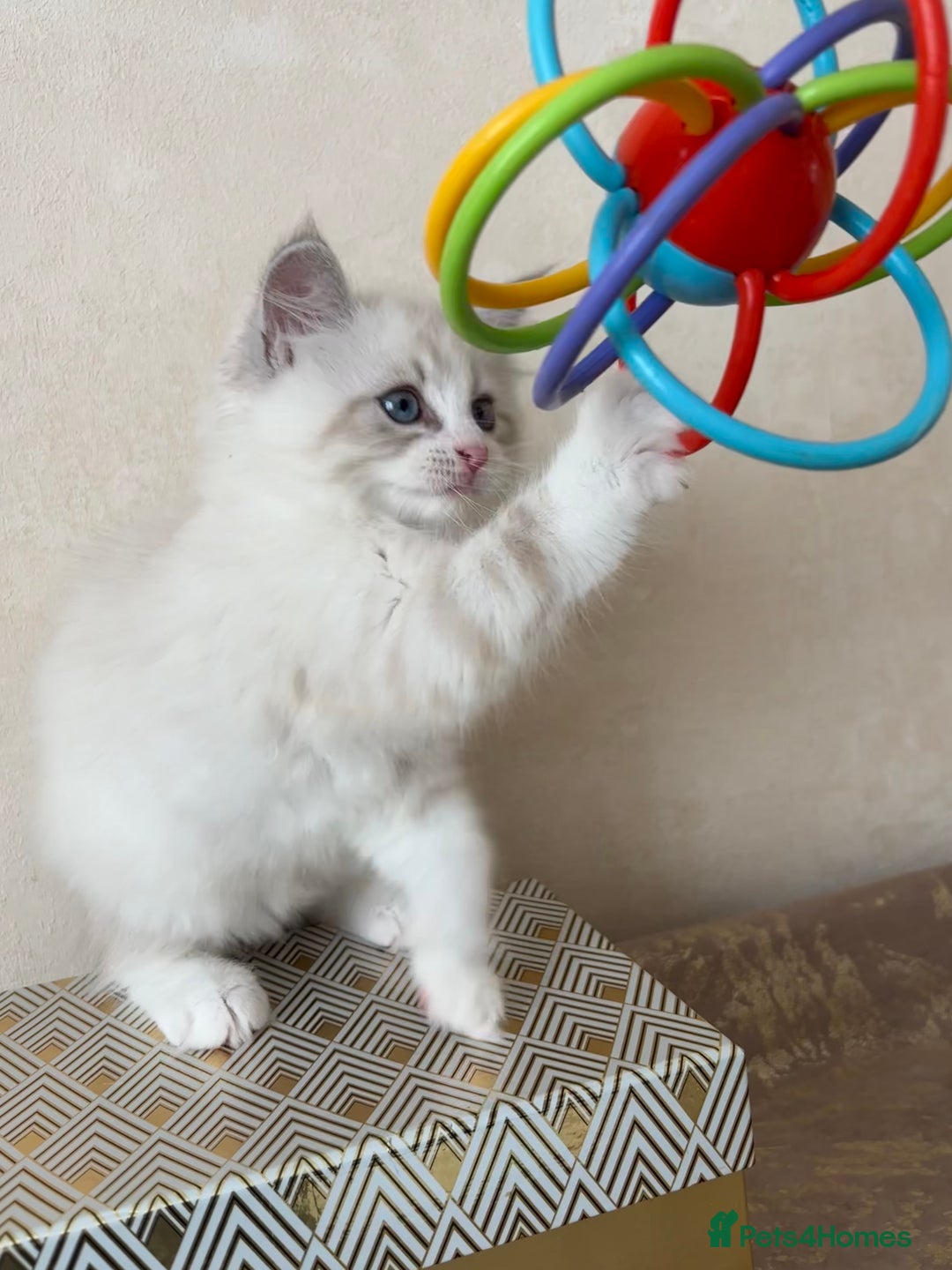Siberian cats for sale: GCCF Registered Siberian Kitten For Sale  - Image 15