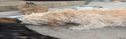 Havanese dogs for sale: KC Registered Havanese Boy  in Newtownards - Advert 1