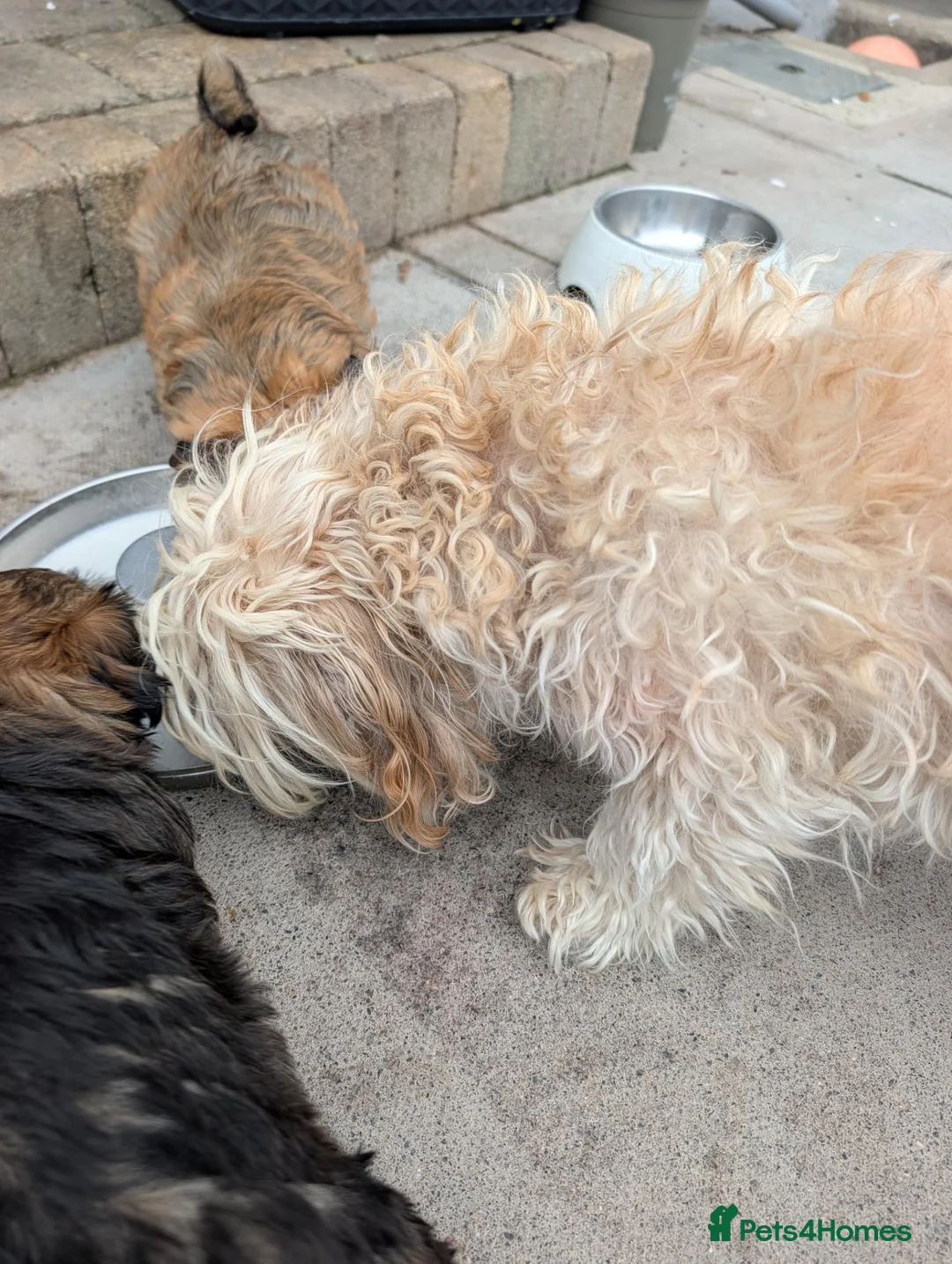 Havanese dogs for sale: KC Registered Havanese Boy  in Newtownards - Advert 1
