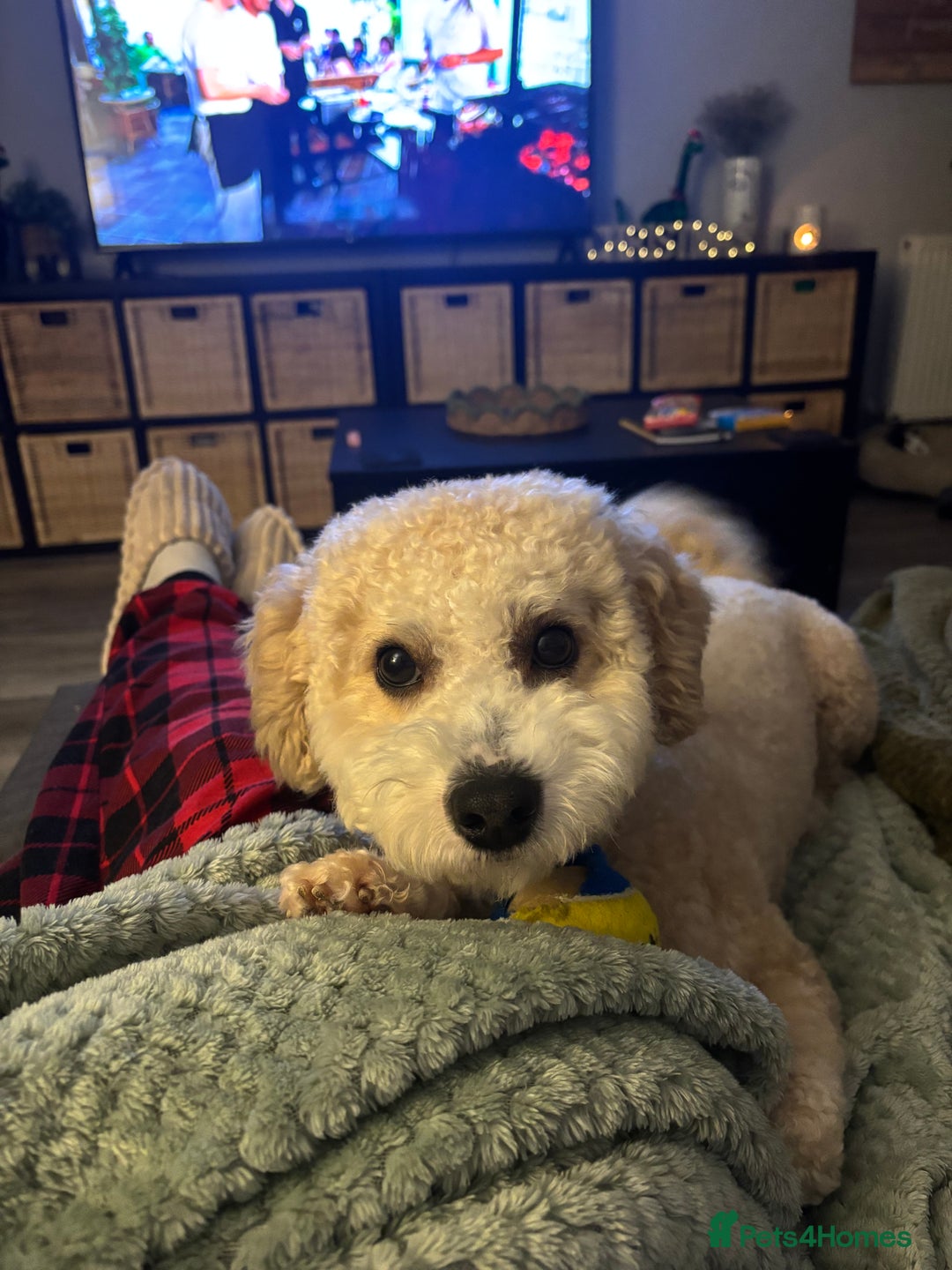 Poochon dogs for stud: Gorgeous Poochon Stud  - Advert 5