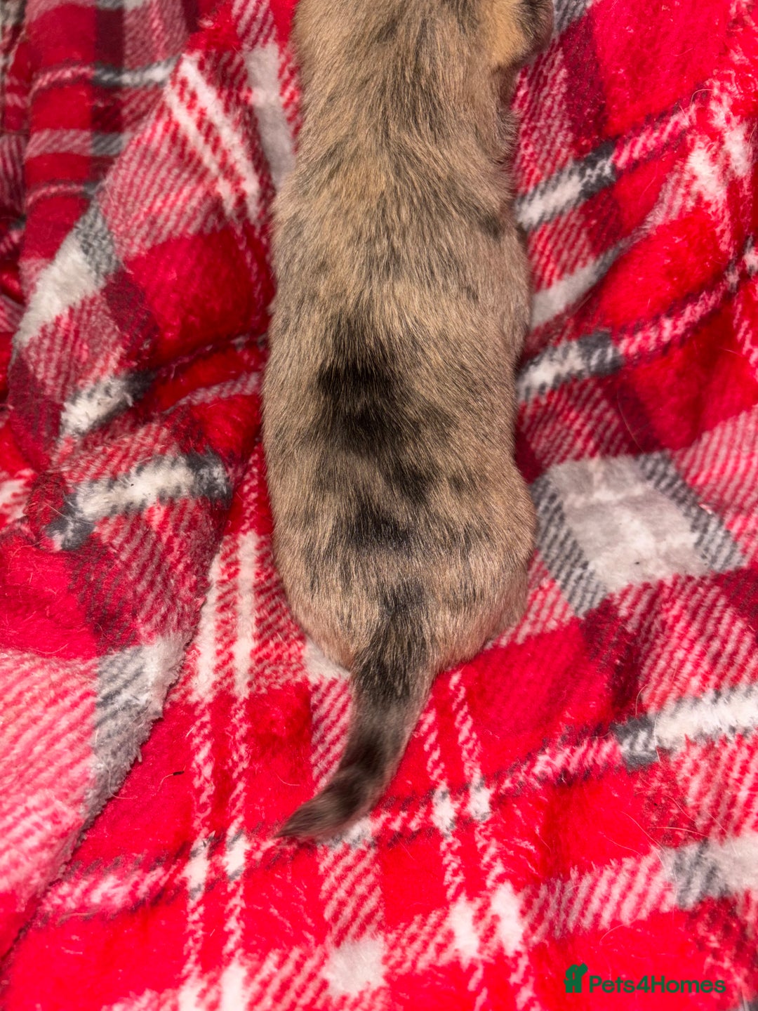 Chihuahua dogs for sale: Merle Chihuahuas 🩵 🩷 3 boys 2 girls available  - Advert 8