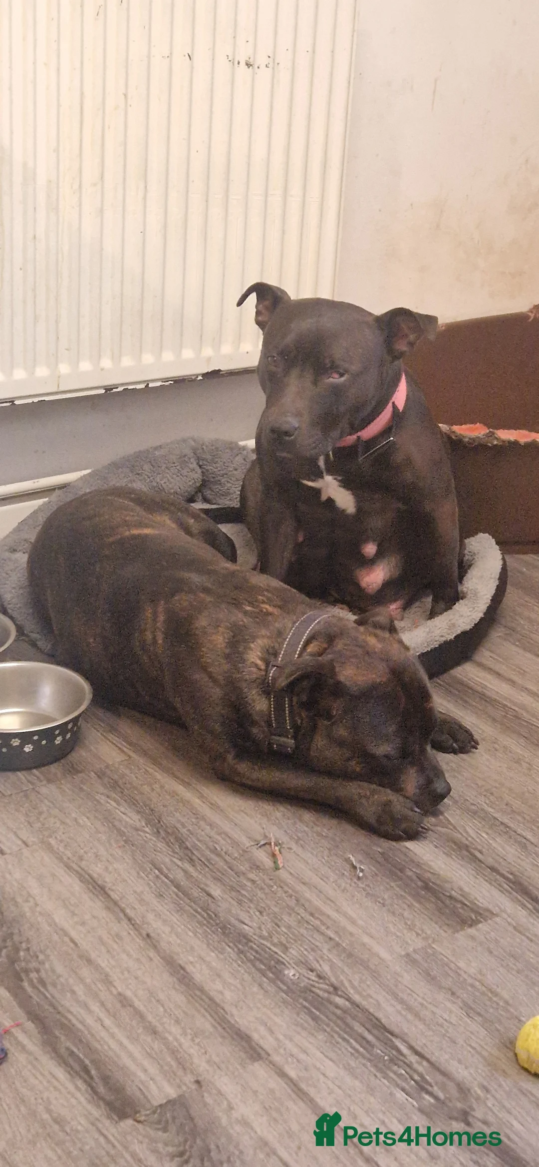 Staffordshire Bull Terrier dogs for sale: Staffy Female pup for Sale in Nuneaton - Advert 2