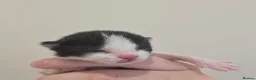 Domestic Shorthair cats for sale: Tuxedo kittens  - Advert 8
